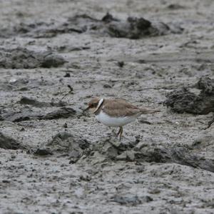 Little Ringed Plover