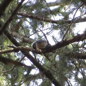 Wood Nuthatch