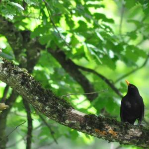 Eurasian Blackbird