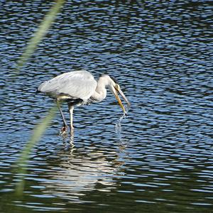 Grey Heron