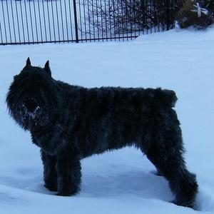 Bouvier des Flandres