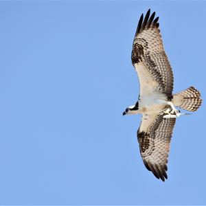 Osprey