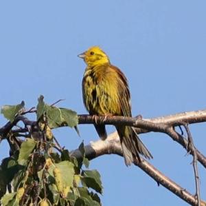 Yellowhammer