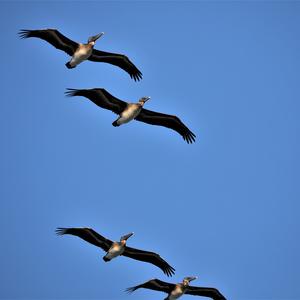 Brown Pelican