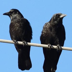 Carrion Crow