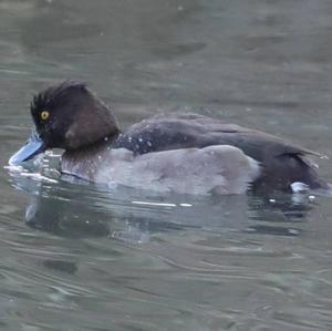 Tufted Duck