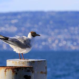 Black-headed Gull