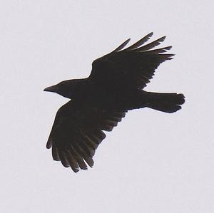 Carrion Crow