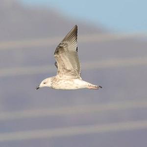 Yellow-legged Gull