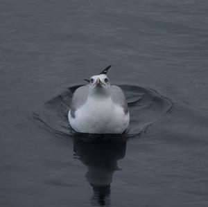 Yellow-legged Gull