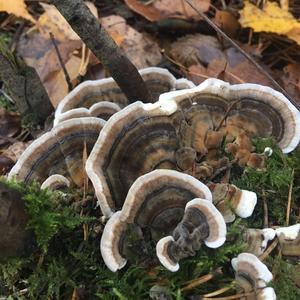 Turkey-tail