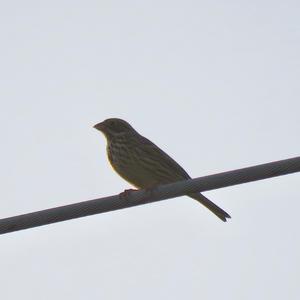 Corn Bunting