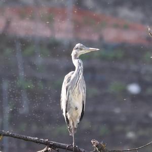 Grey Heron