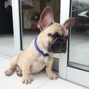 French Bulldog