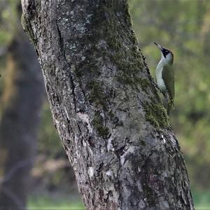 Eurasian Green Woodpecker