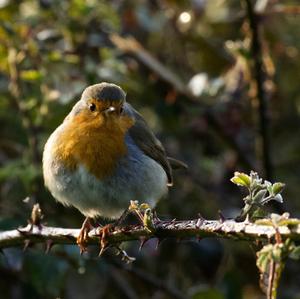 European Robin