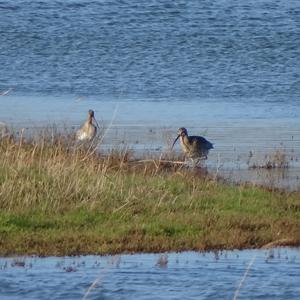 Eurasian Curlew