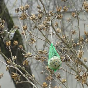 Eurasian Siskin