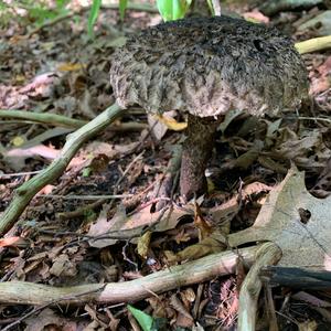 Old Man of the Woods