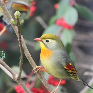 Red-billed Leiothrix