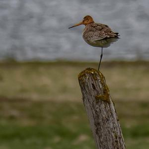 Black-tailed Godwit