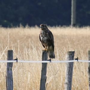 Common Buzzard