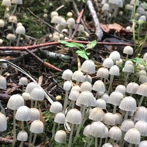 Non-inky Coprinus