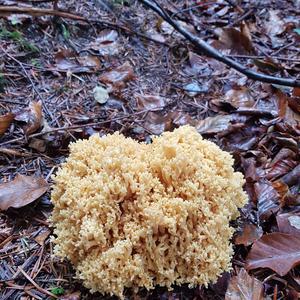 Yellow-brownish Coral