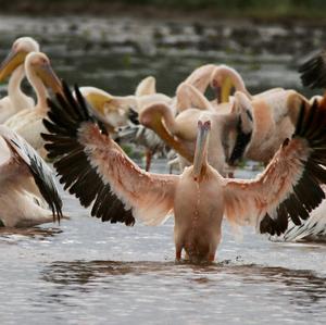 Great White Pelican