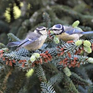 Blue Tit