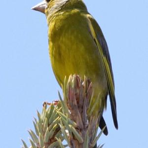 European Greenfinch