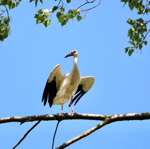 White Stork