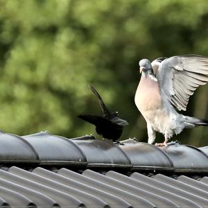 Common Wood-pigeon