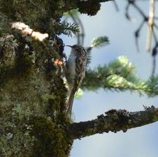 Short-toed Treecreeper