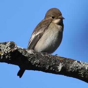 European Pied Flycatcher