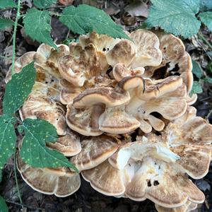 Black-staining Polypore