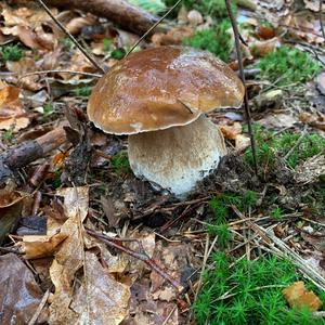 King Bolete