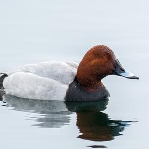 Common Pochard