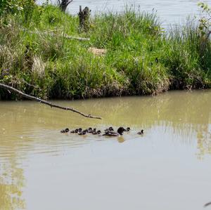 Tufted Duck