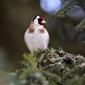 European Goldfinch