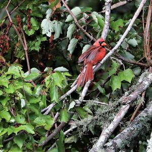 Northern Cardinal