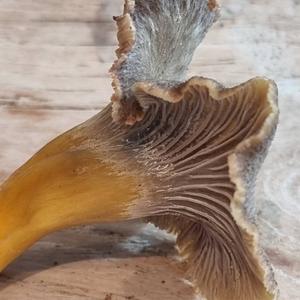 Trumpet Chanterelle