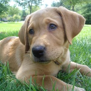 Retriever (Labrador)