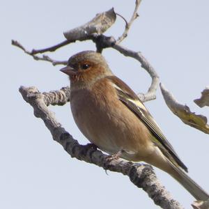 Eurasian Chaffinch