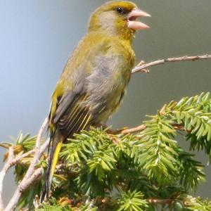 European Greenfinch