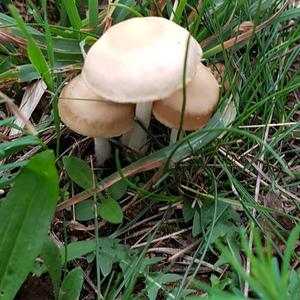 Fairy Ring Mushroom