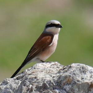 Red-backed Shrike