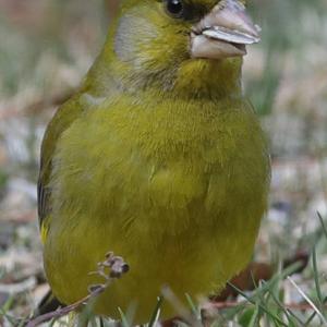 European Greenfinch