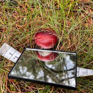 Tall Russula