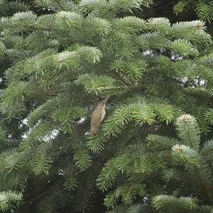 Common Chiffchaff